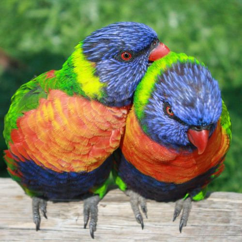 Lorikeets